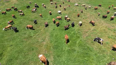 Ardahan'da üreticiye dev destek