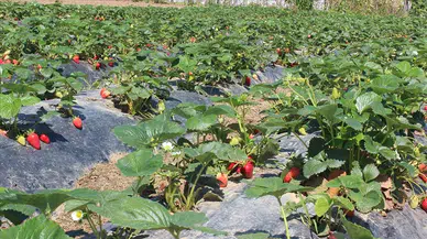 Türkiye'de organik tarım üretimi desteklerle zirveye çıktı