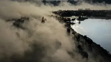 Ağrı Dağı'nın kovboyları yılkı atlarıyla sürüleri yönetiyor