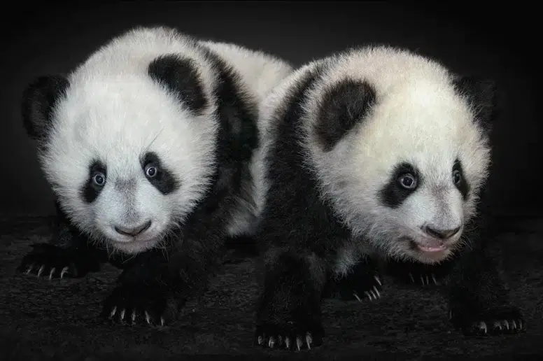 İkiz pandalar Çin'e dönüyor